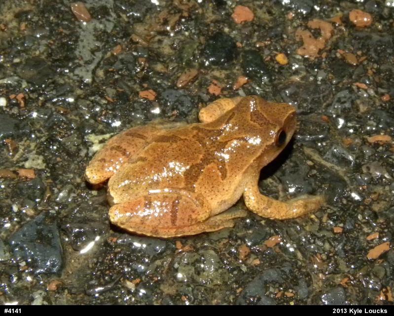 Spring Peeper