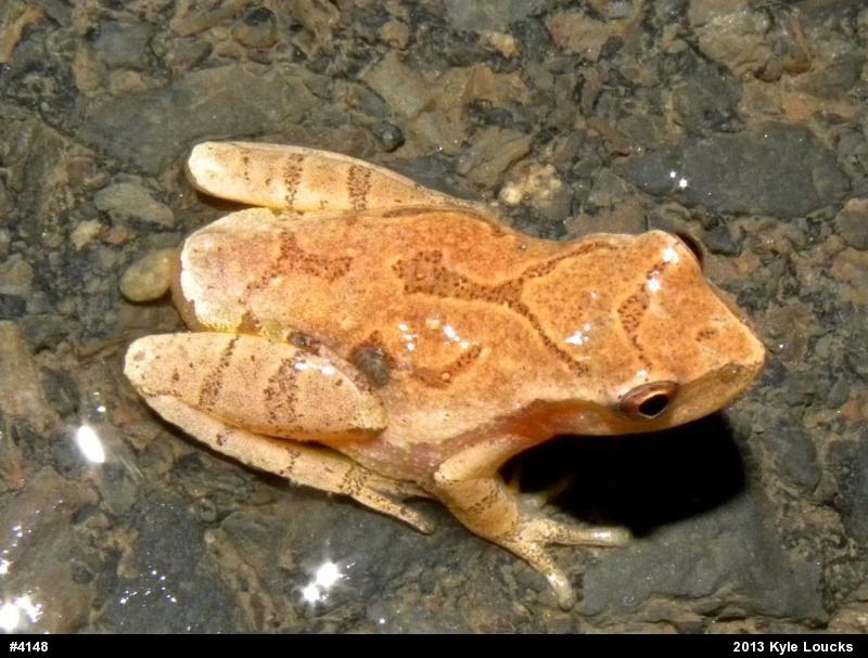Spring Peeper