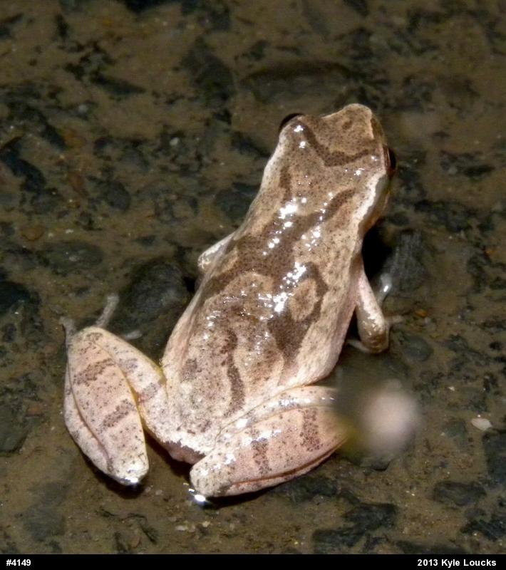 Spring Peeper