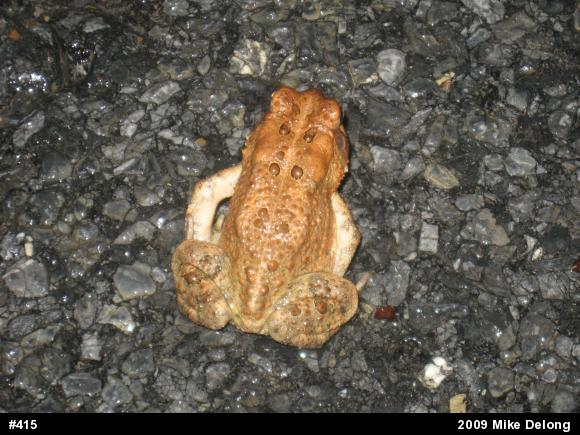 Eastern American Toad