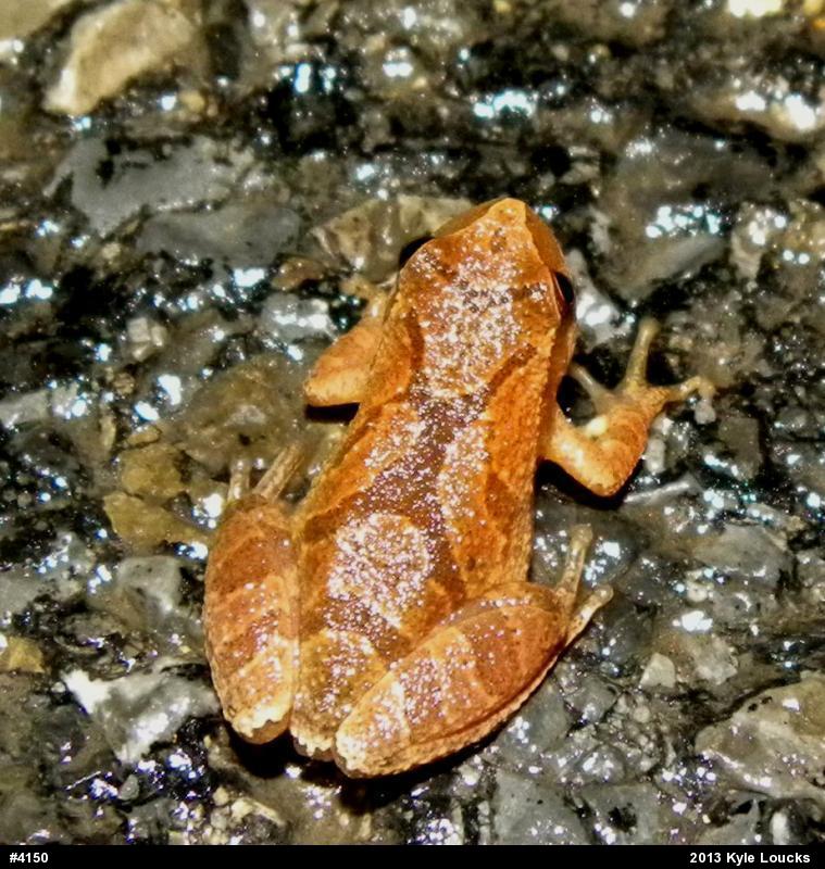 Spring Peeper