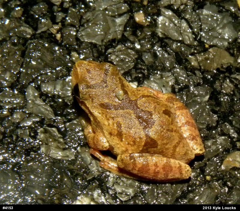 Spring Peeper