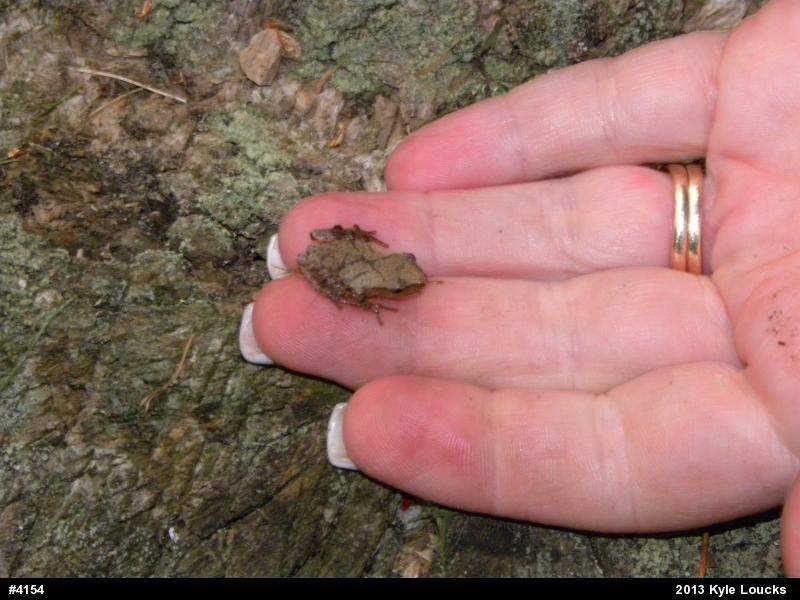 Spring Peeper