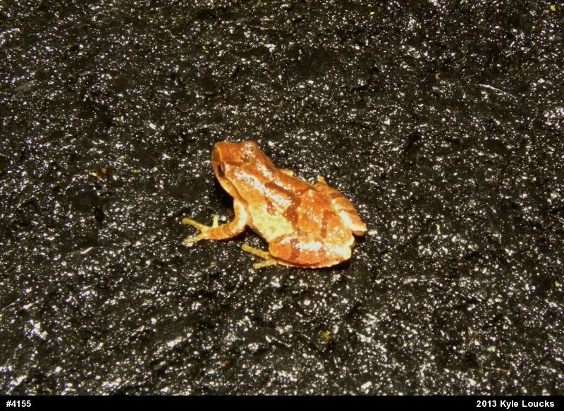 Spring Peeper