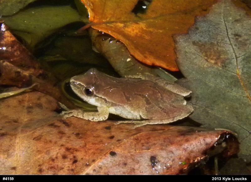 Spring Peeper