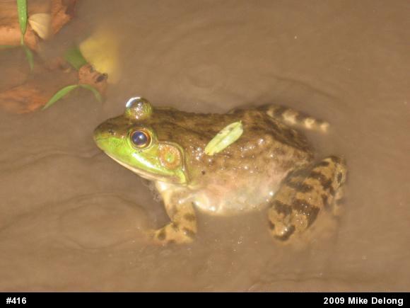 American Bullfrog