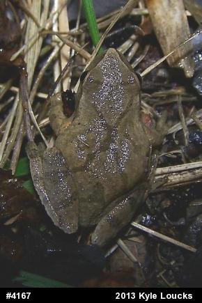 Spring Peeper