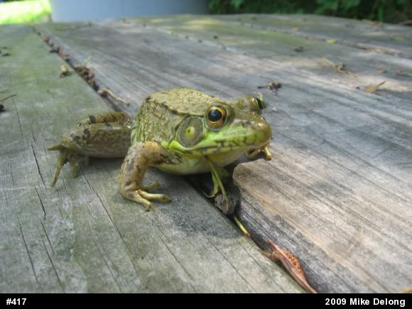 Green Frog