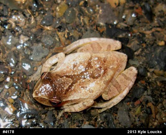 Spring Peeper