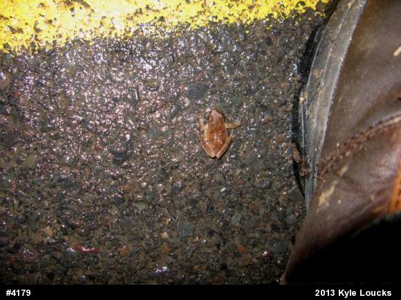 Spring Peeper