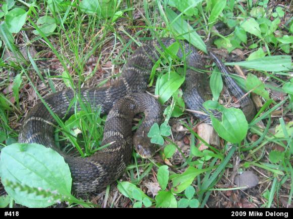 Northern Watersnake