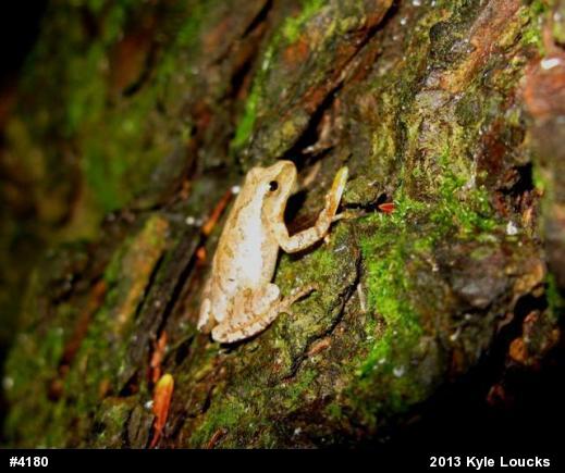 Spring Peeper
