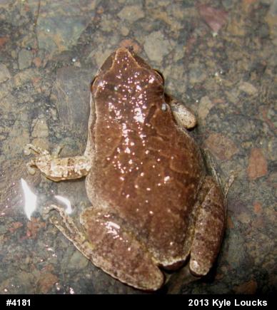 Spring Peeper