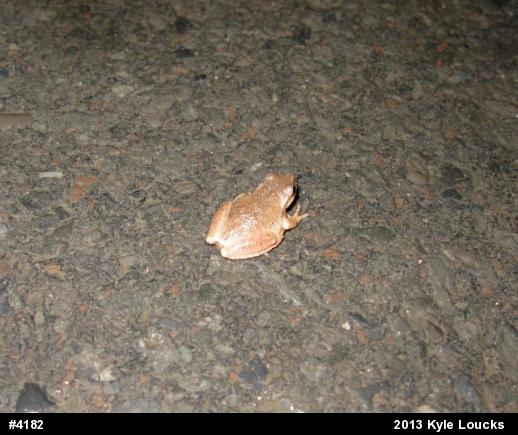 Spring Peeper