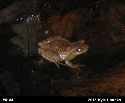 Spring Peeper