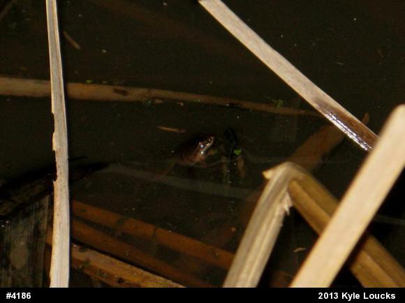 Spring Peeper