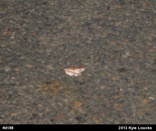 Spring Peeper