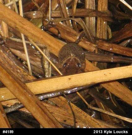 Spring Peeper