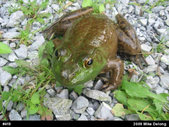 American Bullfrog