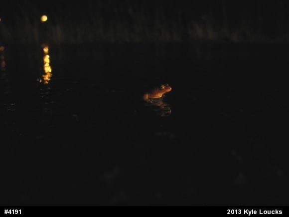 Spring Peeper