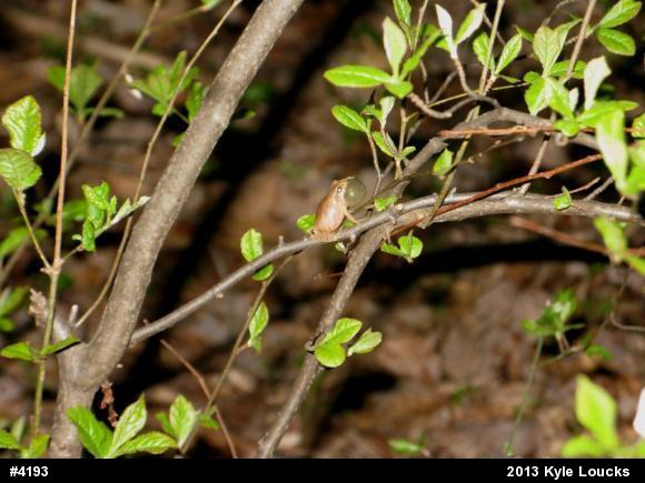 Spring Peeper