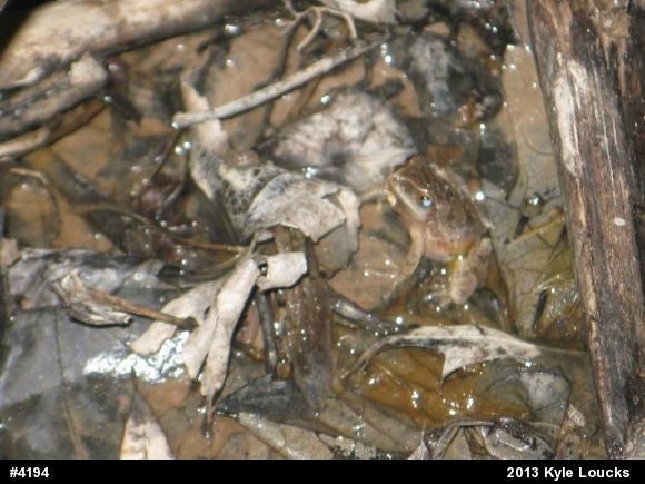 Spring Peeper