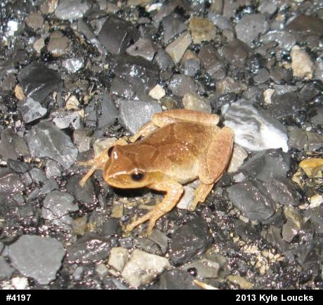 Spring Peeper