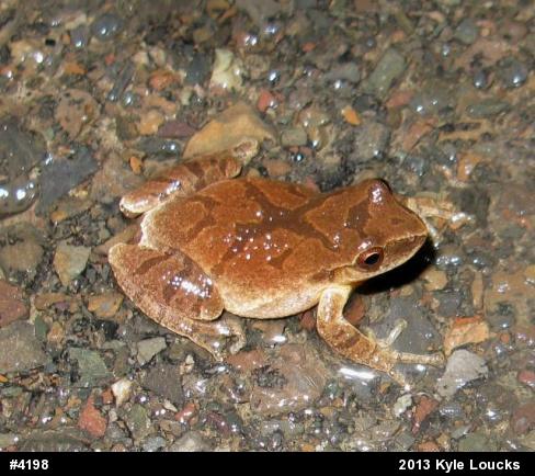 Spring Peeper