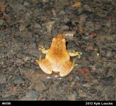 Spring Peeper