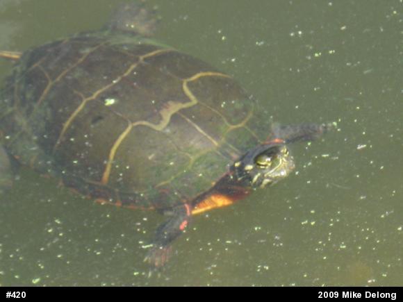 Eastern Painted Turtle