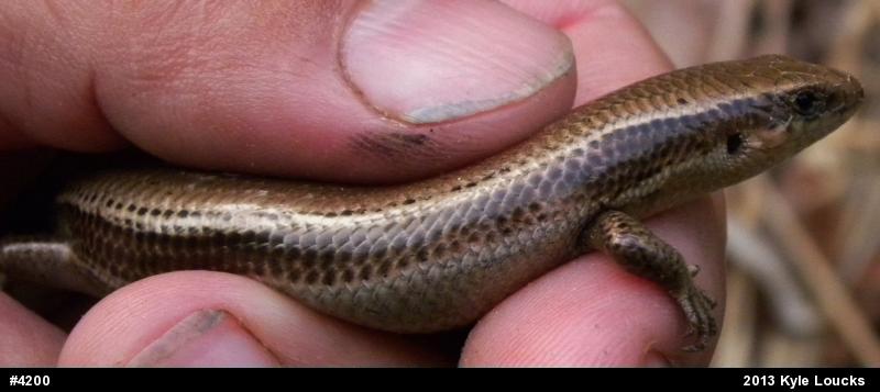 Northern Coal Skink