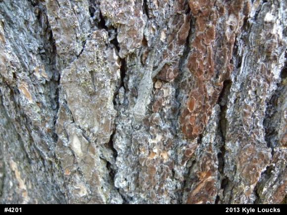 Eastern Fence Lizard