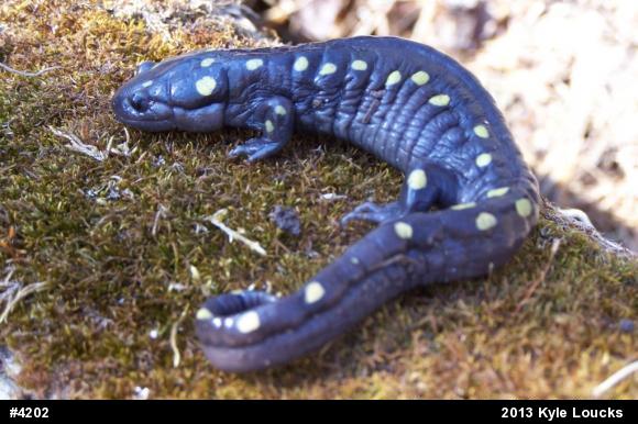 Spotted Salamander