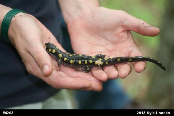 Spotted Salamander