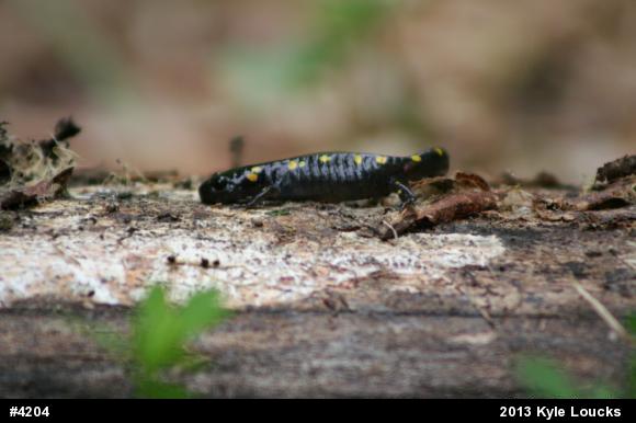 Spotted Salamander
