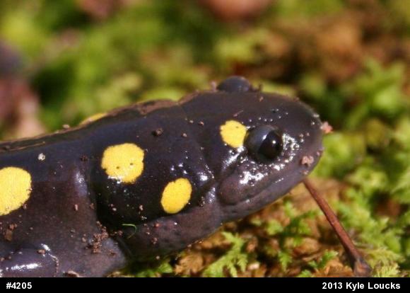 Spotted Salamander