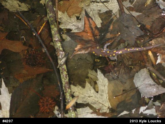 Spotted Salamander