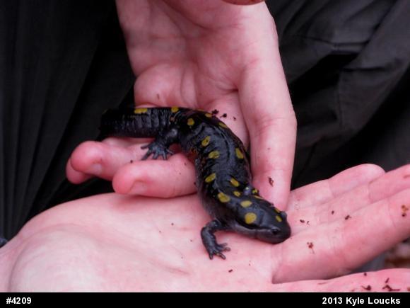 Spotted Salamander