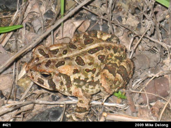 Fowler's Toad