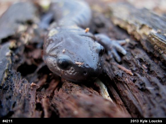 Spotted Salamander