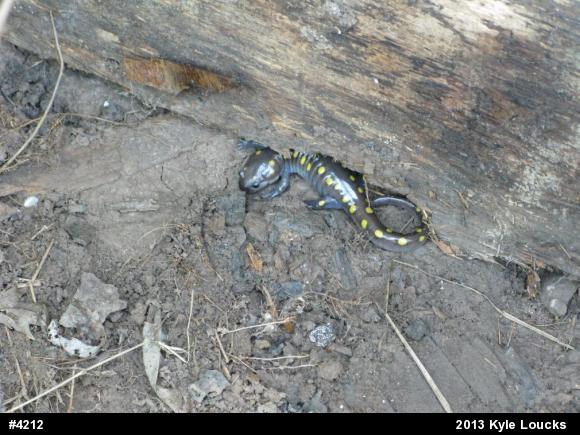 Spotted Salamander