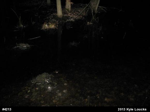 Spotted Salamander