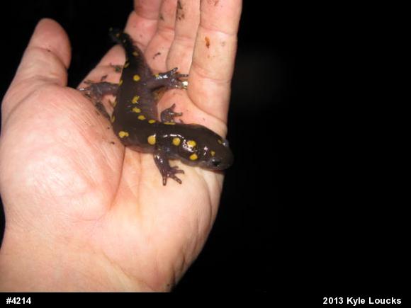Spotted Salamander