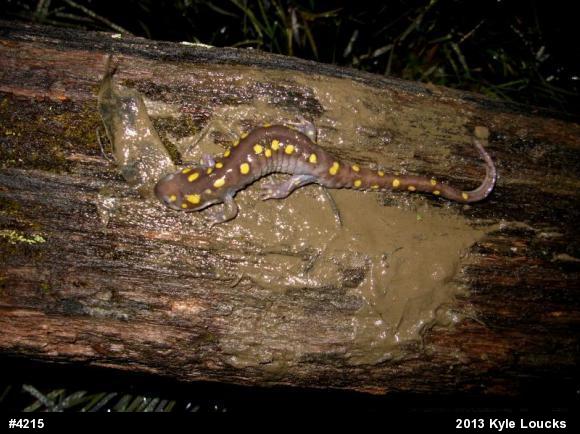 Spotted Salamander