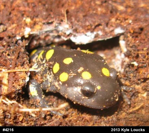 Spotted Salamander