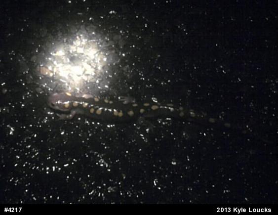 Spotted Salamander