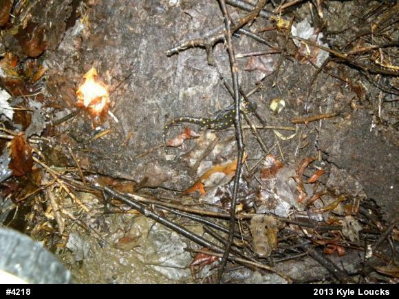 Spotted Salamander
