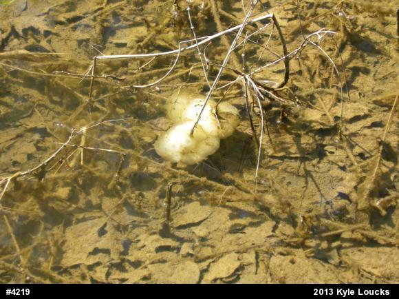 Spotted Salamander