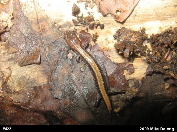 Eastern Red-backed  Salamander