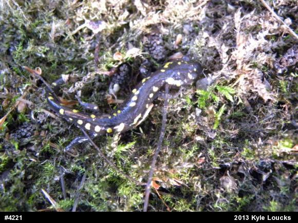 Spotted Salamander